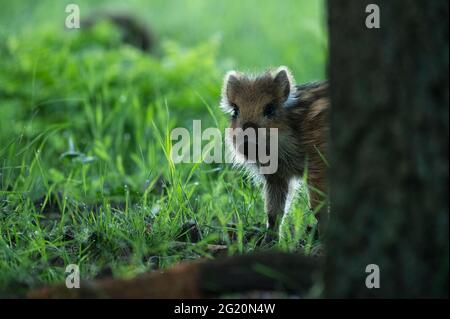 A wild boar piglet half behind a tree trunk with backlit furry striped baby coat Stock Photo