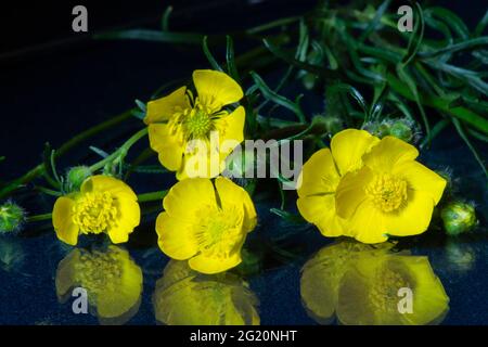 A buttercup flower lies on a table with a reflection. Natural flowers on a black background Stock Photo