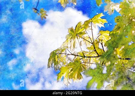 Maple tree with branches with green and yellow leaves with sky in the background - Digitally generated image. Stock Photo