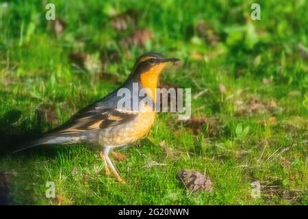 Artistic photo, a curious Robin bird poses in grass Stock Photo