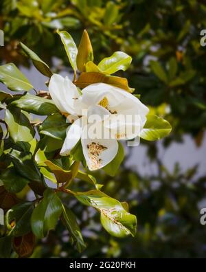 Magnolia tree flower and bees closeup springtime pollination blurred background Stock Photo