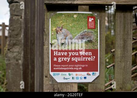 Poster asking for reports of grey squirrel sightings in red squirrel habitat at Aberfeldy, Perthshire, Scotland, UK. Stock Photo