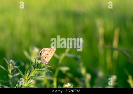 A brown little butterfly is resting and sitting on the grass against a blurred green background. Common small brown butterfly in its natural habitat