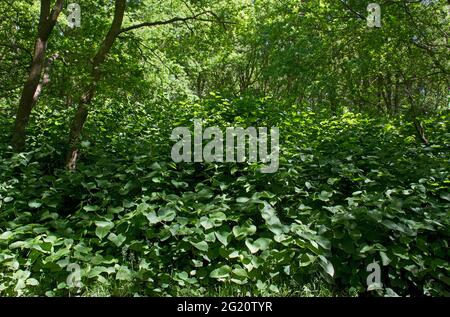 Asian knotweed, an invasive species, a pest in forestry, overgrows all vegetation in a forest Stock Photo