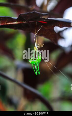 Rare photography. Green grasshopper changing own shell. Grasshopper change shell in leaves for wallpaper. Transformation and new life concept. Stock Photo