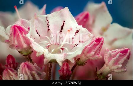 Macro view of blooming flowers of mountain laurel (Kalmia latifolia). Spring-loaded stamens catapult pollen onto visiting bees. Stock Photo