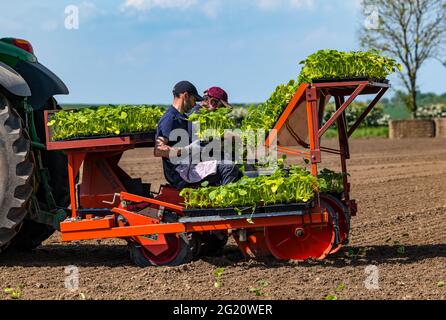Farm workers planting pumpkin plant seedlings in field using tractor ...