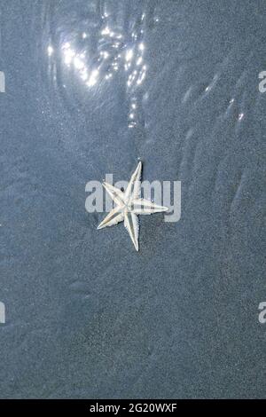 Starfish and soft wave on the sandy beach summer tropical concept. Starfish in the beach for wallpaper. Stock Photo
