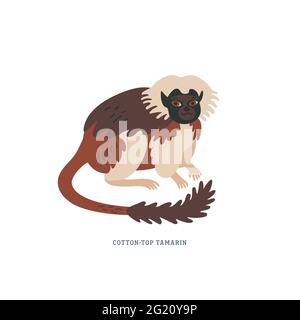 Cotton-top tamarin or Saguinus Oedipus - small New World monkey with white crest on head. Simple Colorful vector illustration in flat cartoon style on Stock Vector