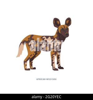 African wild dog or Lycaon pictus, also called the painted wolf or Cape hunting dog. Simple Colorful vector illustration in flat cartoon style on whit Stock Vector