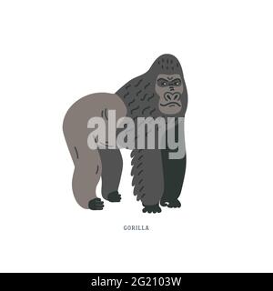 Gorilla - ground-dwelling ape. Gorilla - the biggest primate from Africa. Colorful vector illustration in flat cartoon style on white background. Stock Vector