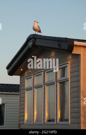 Seagull on top of static caravan at Ayr Holiday Park, St. Ives, Cornwall, UK, June 2021, Caravan holiday in UK Stock Photo
