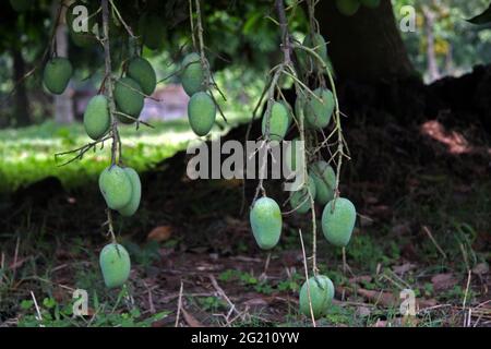 Mangoes in a orchard. Chapainwabganj, Rajshahi, Bangladesh. May 30, 2009. Stock Photo