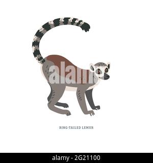 Ring-tailed lemur or Lemur catta - large strepsirrhine primate with long black and white ringed tail. Simple Colorful vector illustration in flat cart Stock Vector