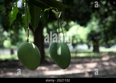 Mangoes in a orchard. Chapainwabganj, Rajshahi, Bangladesh. May 30, 2009. Stock Photo