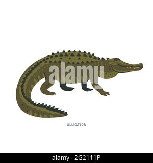 Alligator. An alligator is a crocodilian with black or dark olive-brown skin with light undersides. Simple Colorful vector illustration in flat cartoon Stock Vector