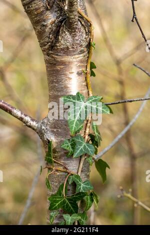 Ivy leaves wrapped around beech tree green leaves Stock Photo