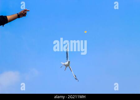Seagull catching piece of food thrown by tourist. Flying seagull catching food with the blue sky background. Stock Photo