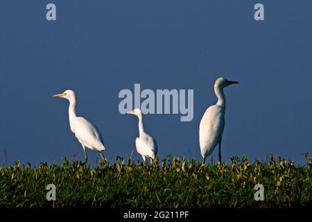 The Cattle Egret, Bubulcus ibis, locally known as ‘go bok’ is a small white heron found near water-bodies, cultivated fields, usually near grazing cattle. Nijhum Dwip, Noakhali, Bangladesh. October 30, 2009. Stock Photo