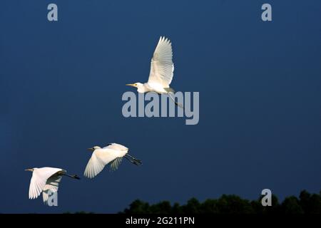 The Cattle Egret, Bubulcus ibis, locally known as ‘go bok’ is a small white heron found near water-bodies, cultivated fields, usually near grazing cattle. Nijhum Dwip, Noakhali, Bangladesh. October 30, 2009. Stock Photo