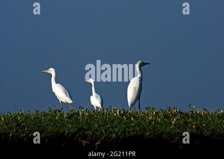 The Cattle Egret, Bubulcus ibis, locally known as ‘go bok’ is a small white heron found near water-bodies, cultivated fields, usually near grazing cattle. Nijhum Dwip, Noakhali, Bangladesh. October 30, 2009. Stock Photo