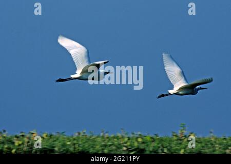 The Cattle Egret, Bubulcus ibis, locally known as ‘go bok’ is a small white heron found near water-bodies, cultivated fields, usually near grazing cattle. Nijhum Dwip, Noakhali, Bangladesh. October 30, 2009. Stock Photo