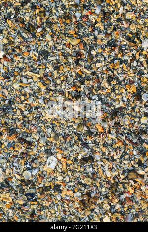 Big pile with small shells and other sea life on the beach for background and wallpaper. Mixed colorful seashells on the seashore. Many different seas Stock Photo