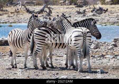 At a waterhole in Etosha National Park, Namibia. Four zebras putting their heads together