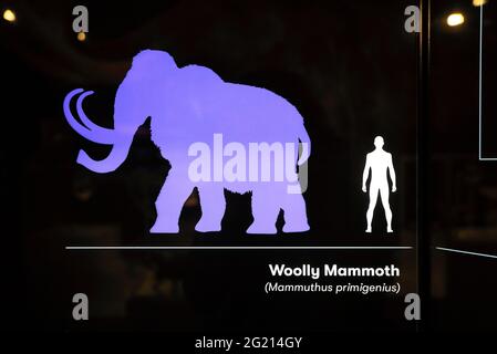 New exhibit in the Natural History gallery, a recreated woolly mammoth, in the arts, heritage and cultural centre that is the Box, in Plymouth, Devon Stock Photo