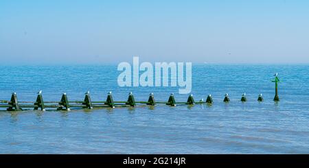 Sea Groynes tidal barrier in Essex outton North Sea with seagulls on each post panoramic image for natural background Stock Photo