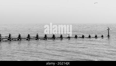 Sea Groynes tidal barrier in Essex outton North Sea with seagulls on each post panoramic image for natural background Stock Photo