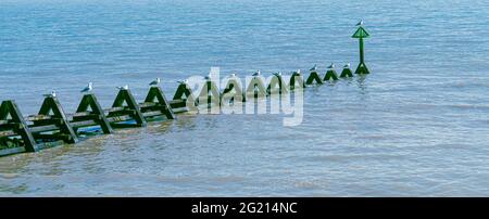 Sea Groynes tidal barrier in Essex outton North Sea with seagulls on each post panoramic image for natural background Stock Photo