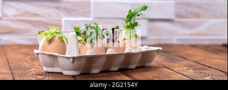 Microgreen sprouts in eggshells in a cardboard tray. Easter decorations. Easter egg. Stylish rural still life. Zero Waste Concept. Stock Photo
