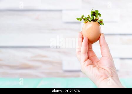 Microgreen sprouts in eggshell. A female hand holds microgreens in an egg shell. Zero Waste Concept. Stock Photo