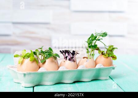 Microgreen sprouts in eggshells in a cardboard tray on a wooden kitchen table. Zero Waste Concept. Stock Photo