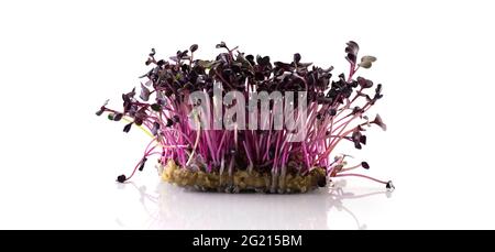 Fresh microgreens. Sprouts of sango radish isolated on white. Stock Photo