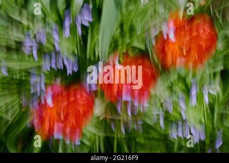 Combining Intentional Camera Movement (ICM) and multiple exposures, three gorgeous scarlet red flowers are created in a sea of blurred bluebells. Stock Photo
