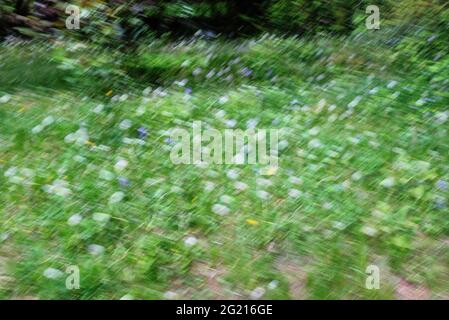 Cross-hatching texture is created by combining Intentional Camera Movement (ICM) and multiple exposures from green field dotted with flowers Stock Photo