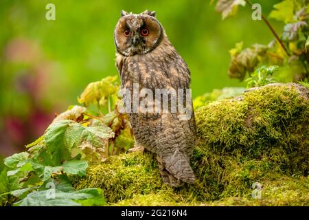 Long eared owl, juvenile.  Scientific name: Asio otus.  Close-up of a young, long eared owl with bright orange eyes, perched on a mossy green log in n