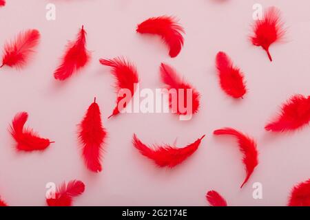 Red feathers pattern on pink colored background. Top view soft bird feather pattern texture. Stock Photo