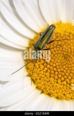 Thick-legged flower beetle (Oedemera nobilis),  also known as the swollen-thighed beetle and the false oil beetle, on Anthemis tinctoria ‘E.C.Buxton’ Stock Photo
