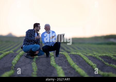 Farmer and businessman crouching in field showing soy seedling. Two men using computer learning showing explaining innovation in agriculture Stock Photo