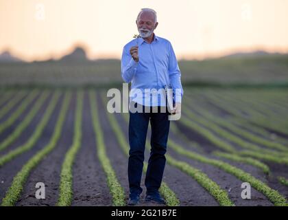 Elderly farmer standing in soy field holding laptop. Senior showing seedling smiling satisfied. Stock Photo