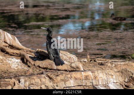 Little Black Cormorant (Phalacrocorax sulcirostris) sunning itself on the rocks by a lake in Queensland, Australia Stock Photo