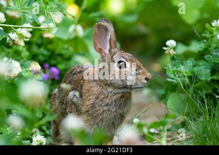 Eastern Cottontail Rabbit, (Sylvilagus floridanus) Rabbit Stock Photo