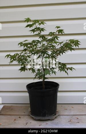 A Young Japanese Maple Growing in a Pot Stock Photo