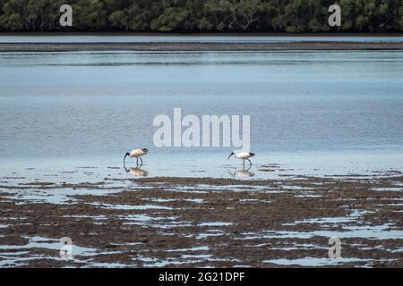 Two Australian White Ibises (Threskiornis molucca) forage for food at low tide on mud flats in Pumicestone Passage, Brisbane, Queensland, Australia Stock Photo