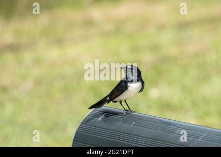A willie wagtail (Rhipidura leucophrys) perches on a park bench in Brisbane, Queensland, Australia Stock Photo