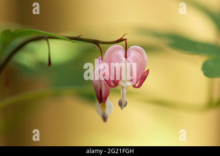 Pink and white Lamprocapnos spectabilis, known as bleeding heart, fallopian buds, Asian bleeding-heart, lyre flower, heart flower, or lady in a bath. Stock Photo