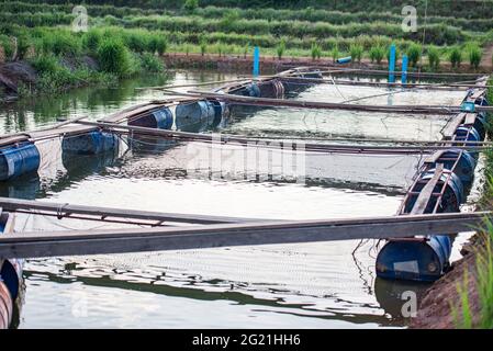 freshwater farm fish on the water surface pond agriculture asian, tilapia farm Stock Photo